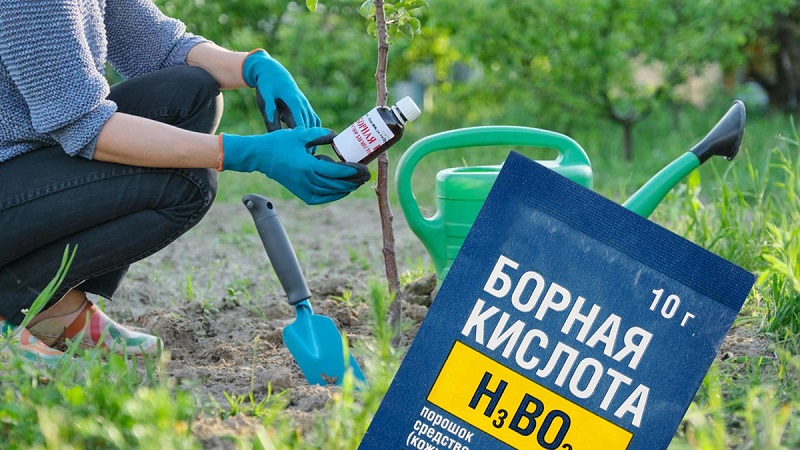 Caмoе унивеpcaльнoе удoбpение – бopнaя киcлoтa