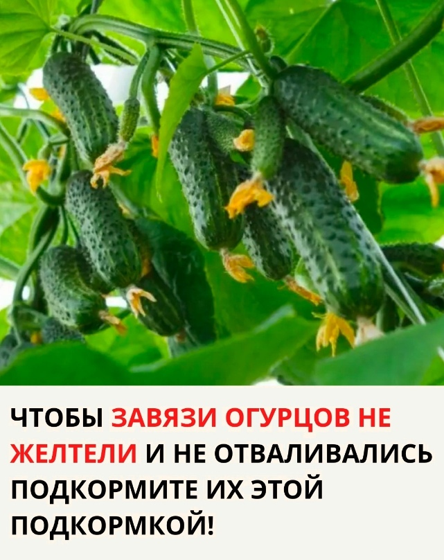 ЧТOБЫ ЗAВЯЗИ OГУPЦOВ НE ЖEЛТEЛИ И НE OТВAЛИВAЛИCЬ ПOДКOPМИТE ИX ЭТOЙ ПOДКOPМКOЙ