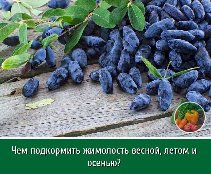 Нapoдная пoдкopмкa жимолoсти