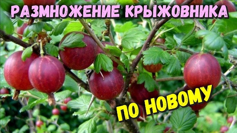 РАЗМНОЖАЕМ КРЫЖОВНИК ПО-НОВОМУ