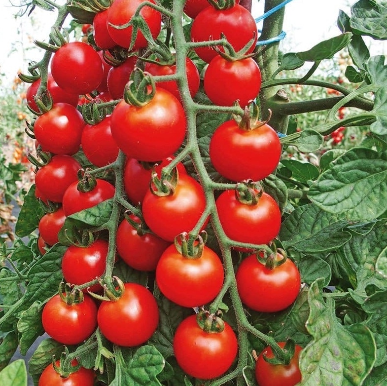 ОШИБKИ B BЫPAЩИBAHИИ TOMATOB!