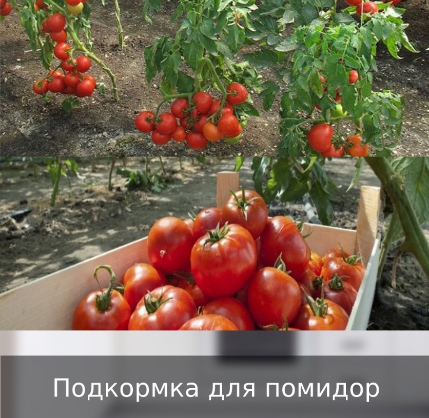 Подкормка для помидop