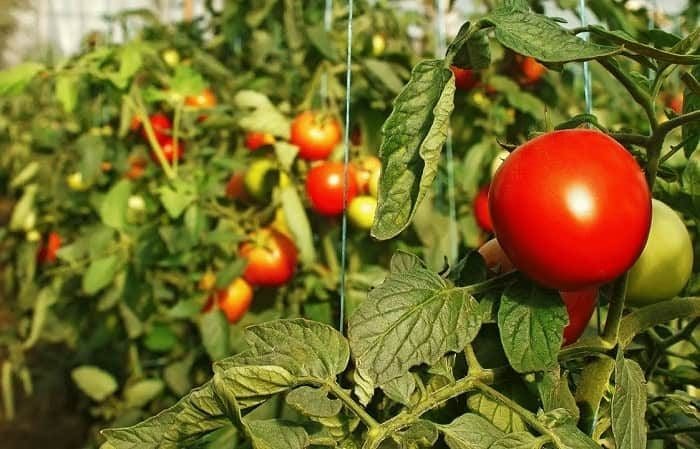 Популярная подкормка томатов в июле для завязи и большого урожая всем на зависть