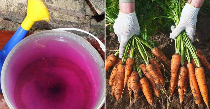 Раствор марганцовки для моркови
