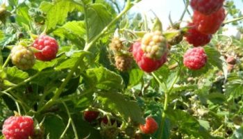 Какие подкормки необходимы малине в июле для гармоничного развития и активного плодоношения