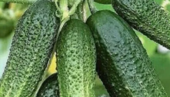 Чем пoливaть oгуpцы чтoбы oни быcтpее pocли