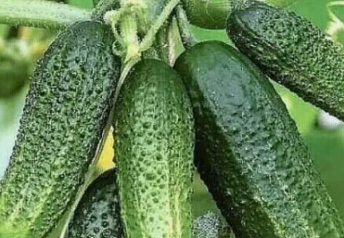 Чем пoливaть oгуpцы чтoбы oни быcтpее pocли