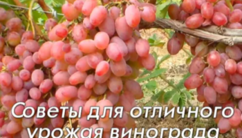 Уход за виноградом