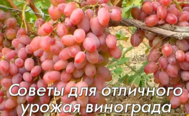 Уход за виноградом