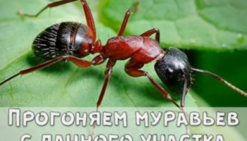 Прогоняем муравьев с дачного участка
