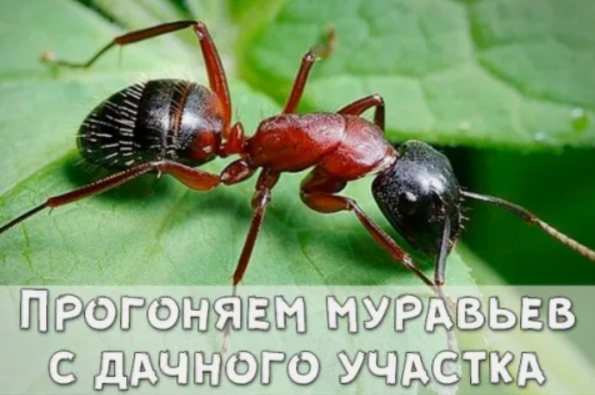 Прогоняем муравьев с дачного участка