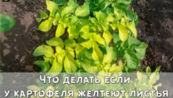 Что делать если у картофеля желтеют листья