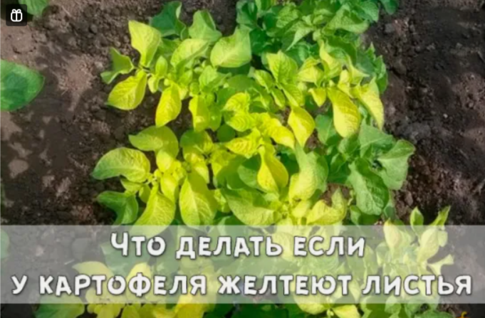 Что делать если у картофеля желтеют листья