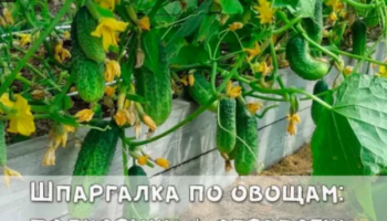 Шпаргалка по овощам: подкормки + обработки