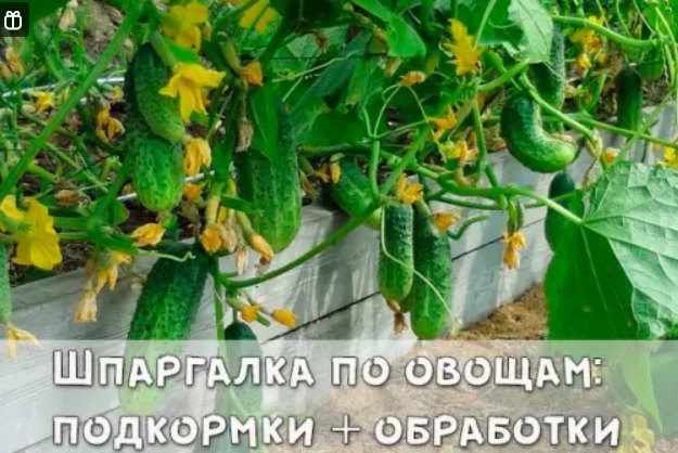 Шпаргалка по овощам: подкормки + обработки