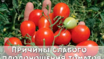 Причины слабого плодоношения томатов