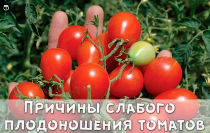 Многие огородники наивно полагают, что залог хорошего урожая - это правильно выбранный сорт томатов. Часто на пакетиках с семенами томатов производитель обещает: До 20 кг с куста Урожайность - 50 кг с каждого квадратного метра Часто это и бывает основным критерием для выбора семян. Конечно - кто же не хочет самый урожайный сорт? Да еще если он устойчив к болезням, и раннеспелый - это вообще находка. Люди покупают такие семена, несмотря на высокую стоимость. Весь сезон поливают, подкармливают. А что по итогу? Обычный скудный урожай. На самом деле, возможно на пакетике написана правда, и "выжать" 20 кг урожая с куста вполне возможно, вот только для какой климатической зоны эти данные? Понятно, что одни и те же томаты на Урале и в Краснодарском крае будут плодоносить по-разному ввиду разных климатический условий. Также садоводы совершают массу ошибок, которые здорово влияют на урожайность. Однажды я посоветовала соседке абсолютно идеальный сорт томатов, который лично у меня отлично плодоносил даже в экстримальных условиях (уезжала в отпуск, поливать было некому). По итогу соседка жаловалась, что не получила такого урожая, как у меня. мы с ней начали разбирать, что она делала не так. Оказалось, причиной всему - затененная теплица (у них потолок сделан из досок). А сорт светолюбивый. В слежующий раз она посадила уже на новое светлое место - и урожай радовал. А еще даже очень урожайные сорта могут не плодоносить по таким причинам: Недостаток питательных веществ в почве, или наоборот - сильно перекормленная азотом почва. Тогда томаты прут в зелень, а плодов не дождетесь. Поздняя пересадка в теплицу. Знаю человека, который держит рассаду томатов дома на подоконнике до цветения и даже до первых завязей. потом после пересадки в теплицу кусты долго болеют, и урожайность снижается до минимума. Слишком высокая влажность в теплице Недостаток или переизбыток полива Так что, посадить даже самый урожйный сорт томатов - это еще полдела. Важно правильно за ними ухаживать и обеспечить им комфортные условия для роста и плодоношения.