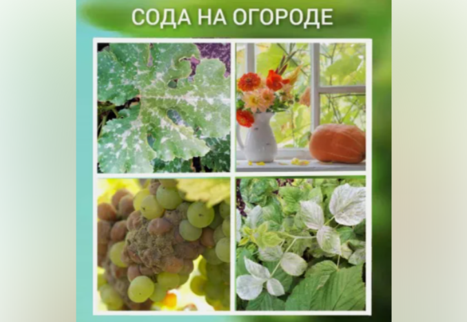 С помощью простой копеечной соды помогаю своему огороду и никакая химия не нужна! От мучнистой росы на малине спас раствор соды с водой. Пропорция 4 больших суповых столовых ложек на 10 литров чистой воды. Обрабатывала просто листочки на которых уже была роса где-то пару раз, с интервалом в неделю . Кабачки и огурцы тоже можно этим же раствором обрабатывать - все абсолютно безопасно. Виноград такой раствор хорошо держит от той же росы, и от серой гнили. Раз в 2 недели прыскать на виноград раствором с той же пропорцией. Муравьи разбежались кто куда как только осыпала их содой один раз. Я ещё сыплю соду от слизней немного на капусту и чуть чуть на землю рядом. Слизни такого не выдерживают и очень быстро умирают. Срезанные цветы в вазе живут дольше, если перед этим развожу в 1, 5 л воды 1 чайную ложечку соды и ставлю туда букет.