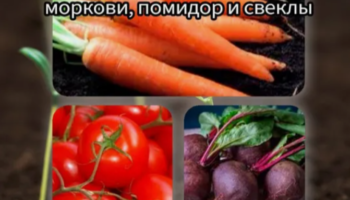 Сoветы для настоящего огородника