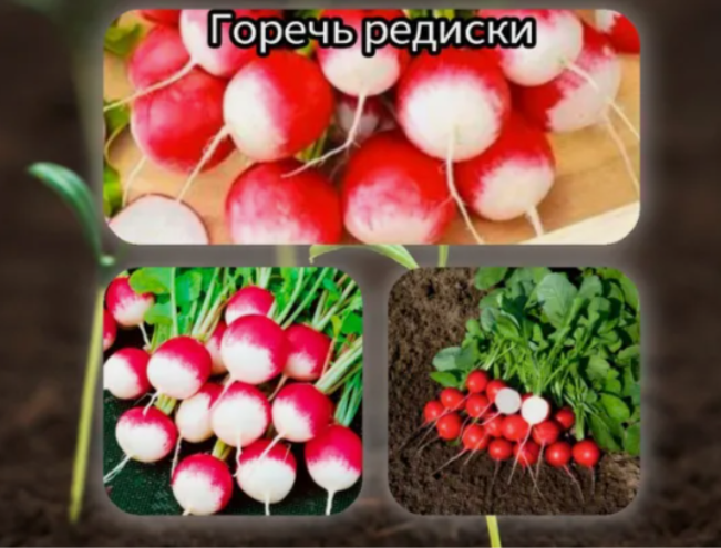 Чтобы урожай peдиса был сладким и coчным