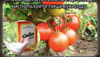 Томаты будут слаще!