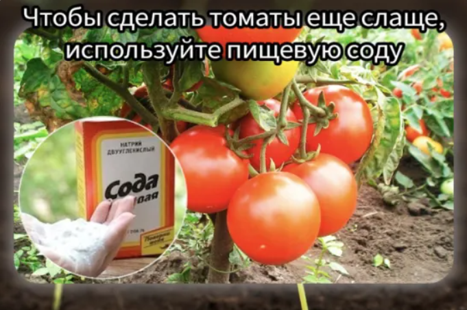 Томаты будут слаще!
