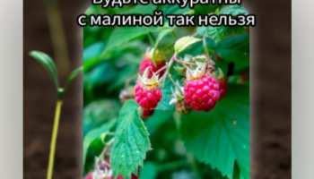 С малиной так нельзя!