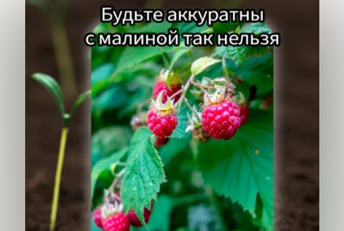 С малиной так нельзя!