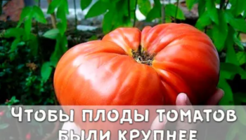 Чтобы плоды томатов были крупнее