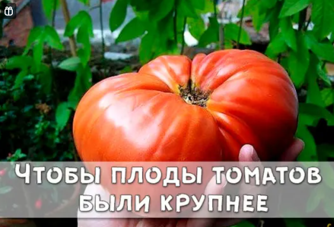 Чтобы плоды томатов были крупнее