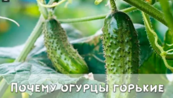 Почему огурцы горькие