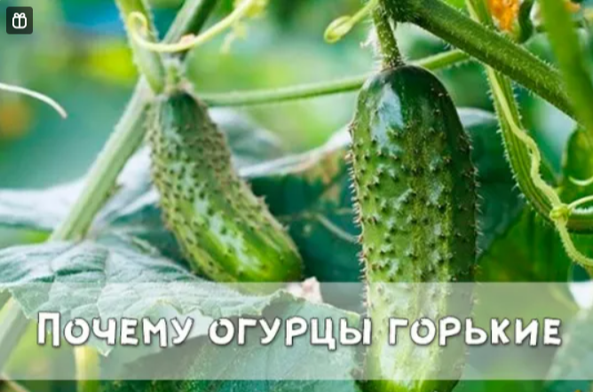 Почему огурцы горькие