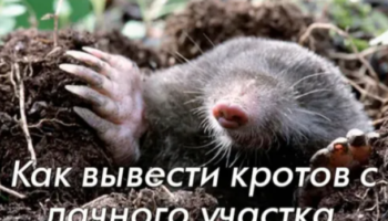 Как вывести кротов с участка: гуманный и бесплатный способ