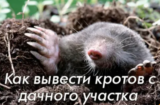 Как вывести кротов с участка: гуманный и бесплатный способ