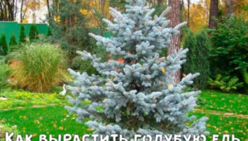 Как вырастить голубую ель?