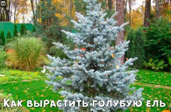 Как вырастить голубую ель?