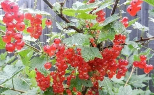 Правильный уход за смородиной