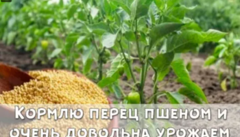 Кормлю перец пшеном и очень довольна урожаем