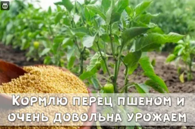 Кормлю перец пшеном и очень довольна урожаем