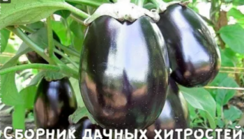 Сборник дачных хитростей
