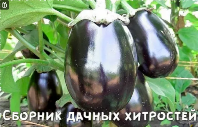 Сборник дачных хитростей