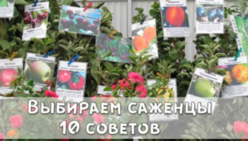 Выбираем саженцы: 10 советов