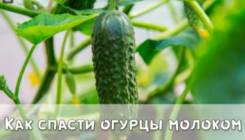 Как спасти огурцы молоком