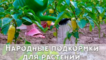 Народные подкормки для растений
