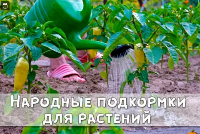 Народные подкормки для растений