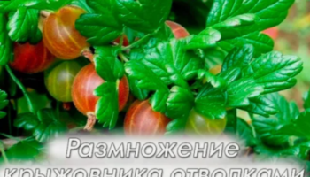 Размножение крыжовника отводками