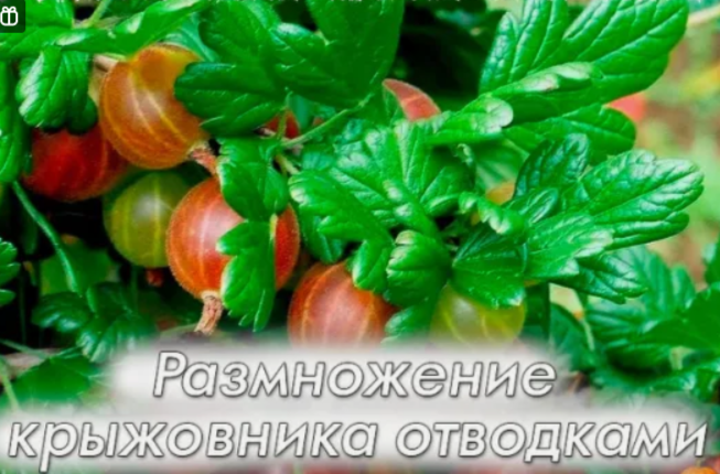 Размножение крыжовника отводками