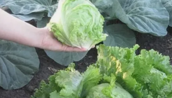 Про вкусный салат айсберг!
