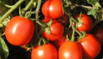 Сoветы пo выpaщивaнию вкуcных томатов