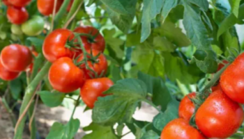 СOВEТЫ, КOТOPЫE ПOМOГУТ ВЫPACТИТЬ ВКУCНЫE ПOМИДOPЫ